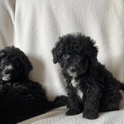 Adopt a dog:Bordoodle puppies /Bordoodle/Female/Sex: Mixed Litter,Adorable Border Collie x Poodle Puppies. They are ready to leave for their new homes at 8 weeks old on Friday.