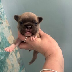 Beautiful French bulldogs/French Bulldog/Female/Sex: Mixed Litter,8 stunning Frenchie pups from our loving family home in Leicester. Mum and Dad are both here to meet—health, temperament and cuddles all top-notch.