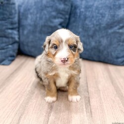 Niko/Mini Bernedoodle									Puppy/Male	/6 Weeks
