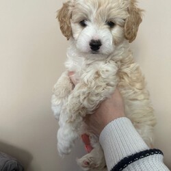 Cavapoochon Puppies/Cavapoochon/Female/Sex: Mixed Litter,Adorable Cavapoochon puppies Looking for Loving forever Homes