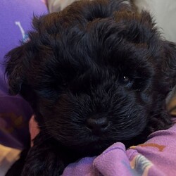 Adopt a dog:Beautiful Toy Yorkiepoo Puppies  Teddy Bear Faces – Ready from 8th May/Yorkiepoo/Female/Sex: Mixed Litter,Beautiful Toy Yorkiepoo Puppies – Teddy Bear Faces – Ready from 8th May