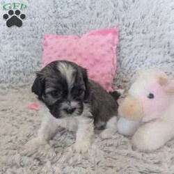 Pansy/Havanese									Puppy/Female	/February 23rd, 2026,Meet Pansy, she is a sweet little Havanese girl full of love and curiosity. She is very well socialized and loves playing with our children, she is happy healthy and off to a good start in life. Contact us today if you would like to meet her. She will not be available for long