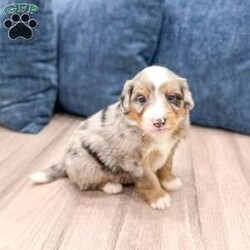 Niko/Mini Bernedoodle									Puppy/Male	/6 Weeks,Meet Niko! This sweet and adorable Mini Bernedoodle is looking for a forever family!