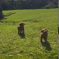 Adopt a dog:Irish Setter Pups /Irish Setter/Female/Sex: Mixed Litter,Eight pups (six dogs and two bitches), Kennel club registered, working strain with Ballydavid / Hunshigo breeding.  Ready for sale at the end of April. Sire and Dam available to see with the pups.