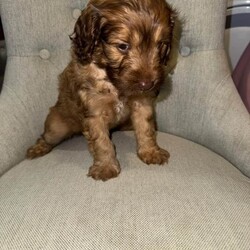 Adopt a dog:4 BEAUTIFUL COCKAPOO PUPPIES  /Cockapoo/Female/Sex: Female,Beautiful Cockapoo puppies looking for their loving forever homes only
