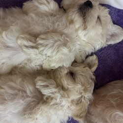 Adopt a dog:2 Male Bichon Frise Puppies for Sale  /Bichon Frise/Female/Sex: Male,We have two beautiful male Bichon Frise puppies looking for their forever homes. They are friendly, playful, and very affectionate, raised in a loving family environment and used to everyday household noises.