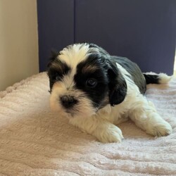 Shihpoo puppies /Shihpoo/Female/Sex: Mixed Litter,Loving puppies ready for a new adventure in a loving home. At current the are 5 weeks old and ready to leave around the 9th of May 2026. All fleeing and worming up to date. Eating and drinking well and gaining/ growing as they should. All using puppy pads independently now. The current home has both dogs and children meaning that they are handled daily and sociable. Dad is a very small pedigree imperial shihtzu and mother is a shihpoo. They are all very cute and lovable. Feel free to contact regarding enquiries. If no response feel free to message me and I will get back to you.