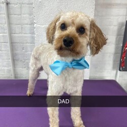 Cavapoochon Puppies/Cavapoochon/Female/Sex: Mixed Litter,Adorable Cavapoochon puppies Looking for Loving forever Homes