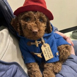 Beautiful Female Red Nose Poodle – Toffee – 13 Months Old/Miniature Poodle/Female/Sex: Female,It’s with a heavy heart that we are looking for a loving new home for our gorgeous girl, Toffee, due to health reasons.