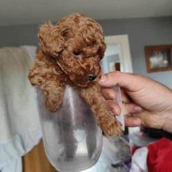 Adopt a dog: miniature poodle puppies /Miniature Poodle/Female/Sex: Mixed Litter,Beautiful miniature poodle puppies ready for finding their forever home's.
