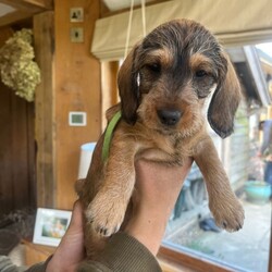 Wired Haired Dachshund puppies/Dachshund/Female/Sex: Mixed Litter,Our lovely Dinty has had 6 gorgeous puppies! 4 boys and 2 girls. They are being raised in a busy loving home with a heated floor, and are used to being handled with lots of cuddles!. Mum and Dad are both wired, they are beautifully marked and are now becoming lovely little characters, 