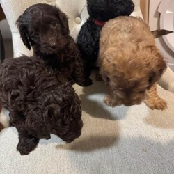 Adopt a dog:4 BEAUTIFUL COCKAPOO PUPPIES  /Cockapoo/Female/Sex: Female,Beautiful Cockapoo puppies looking for their loving forever homes only