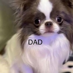 Adopt a dog:Long-haired Chihuahua girl /Chihuahua/Female/Sex: Female,Adorable long-haired Chihuahua girl looking for a loving home