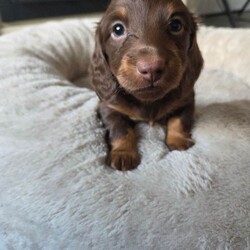 Longhaired miniature Dachshund /Miniature Dachshund/Female/Sex: Male,We have two beautiful Longhaired miniature Dachshund pups left from our truffles litter of 4 they are looking for thier forever home all pups will be 