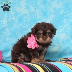 Gracie/Shih-Poo									Puppy/Male	/7 Weeks,Trixie, or momma shih-poo, weighs in at 15 lbs. She’s a darling, so mart, always ready for some action. Snickers, the beautiful chocolate shih-tzu daddy, doesn’t live at our house, but resides with a friend. He is adorable. These little ones are well socialized, playful and loving, just waiting to give you lots of joy! They are up to date on their vaccinations and dewormings, and have been vet checked. They are looking for their forever homes. Feel free to call with questions, or to set up a time to come visit them. Thanks,