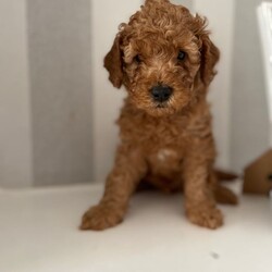 Adopt a dog:Cavapoochon Puppies  /Toy Poodle/Female/Sex: Male,Our beautiful girl Bella has given birth to 5 gorgeous red Cavapoochon puppies!