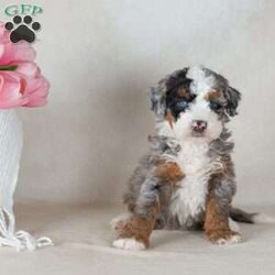 Lex/Mini Bernedoodle									Puppy/Male	/6 Weeks,Say hello to Lex — one of the most captivating girls in the Paw Tale Puppies family. Lex is a mini bernedoodle merle with a coat that turns heads and a personality that captures hearts. Her merle patterning splashes across her fluffy, wavy fur in a mesmerizing blend of warm and cool tones, creating a look that’s both wild and wonderfully soft. She has an expressive face, bright curious eyes, and an unmistakable presence that makes her stand out even in a litter full of beautiful puppies.