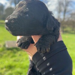 Adopt a dog:Sproodles/Sproodle/Female/Sex: Mixed Litter,6 beautiful pups 4 girls 2 boys .Raised as part of family home well socialised with kids.will be wormed fleed micochip.will come with a puppy pack.Mother can be seen dad was a stud dog.