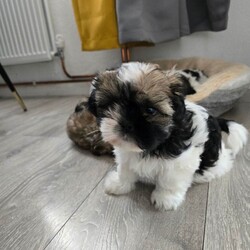 Adopt a dog:Puppies Shih Yzu/Shih Tzu/Female/Sex: Female,eautiful Shih Tzu puppies. 1 boy,2girl. Ready for their new home around May 15th. Puppies will be vaccinated and microchipped.