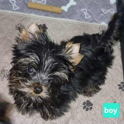 Adopt a dog:Yorkshire Terrier /Yorkshire Terrier/Female/Sex: Mixed Litter,We have cute mini yorkshire terrier puppies.  Born on 09.12.25.  The puppies will have both vaccinations and microchip, as well as double flea treatment and deworming.  The mother weighs 2.5kg and is German IHR registered pedigree, the father weighs 1.7kg and is kennel club registered.  The puppies will have German IHR registered pedigree.  For more information, questions or pictures, feel free to contact me.