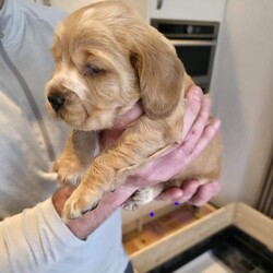 Cocker spaniel pups/Cocker Spaniel/Female/Sex: Mixed Litter,Got a litter of 5 stunning cocker spaniel pups, mam and dad are my pets.