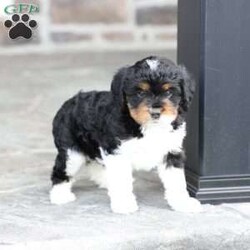 Kinsley/Cavapoo									Puppy/Female	/March 9th, 2026,Kinsley is a sweetheart raised with the kind of love and care that a puppy needs for a great start in life! She also enjoys a special diet for optimal health. Call, text or email to schedule your meet with this sweet girl! (we also offer facetime meetings)