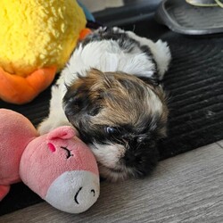 Adopt a dog:Puppies Shih Yzu/Shih Tzu/Female/Sex: Female,eautiful Shih Tzu puppies. 1 boy,2girl. Ready for their new home around May 15th. Puppies will be vaccinated and microchipped.