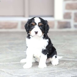 Kit/Cavapoo									Puppy/Male	/March 1st, 2026
