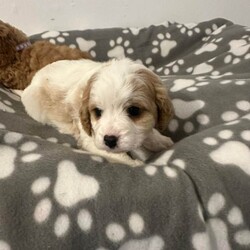 Adopt a dog:F1 cavapoo puppies/Cavapoo/Female/Sex: Mixed Litter,Beautiful litter of f1 cavapoos, 4 boys and 1 girl, been brought up in our family home around our 3 young children, mum is our cavalier and she's an amazing mum to her pups,  the pups have been micro chipped and also flea and wormed up to date. We are looking for 5* homes only for them,  there is a £200 non refundable deposit required to secure a puppy. They are ready to leave now.