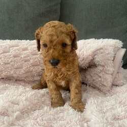 Adopt a dog:Cavapoochon Puppies  /Toy Poodle/Female/Sex: Male,Our beautiful girl Bella has given birth to 5 gorgeous red Cavapoochon puppies!