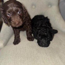 Adopt a dog:4 BEAUTIFUL COCKAPOO PUPPIES  /Cockapoo/Female/Sex: Female,Beautiful Cockapoo puppies looking for their loving forever homes only