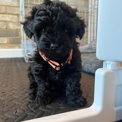 Adopt a dog:Beautiful Toy Yorkiepoo Puppies  Teddy Bear Faces – Ready from 8th May/Yorkiepoo/Female/Sex: Mixed Litter,Beautiful Toy Yorkiepoo Puppies – Teddy Bear Faces – Ready from 8th May
