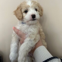 Cavapoochon Puppies/Cavapoochon/Female/Sex: Mixed Litter,Adorable Cavapoochon puppies Looking for Loving forever Homes
