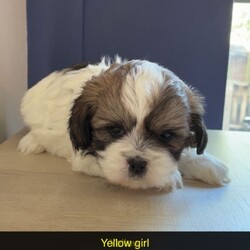 Shihpoo puppies /Shihpoo/Female/Sex: Female,Loving puppies ready for a new adventure in a loving home. At current the are 5 weeks old and ready to leave around the 9th of May 2026. All fleeing and worming up to date. Eating and drinking well and gaining/ growing as they should. All using puppy pads independently now. The current home has both dogs and children meaning that they are handled daily and sociable. Dad is a very small pedigree imperial shihtzu and mother is a shihpoo. They are all very cute and lovable. Feel free to contact regarding enquiries. If no response feel free to message me and I will get back to you.