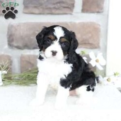 Kit/Cavapoo									Puppy/Male	/March 1st, 2026,Kit is a sweetheart raised on the kind of love and care that a puppy needs for a great start in life! He also enjoys a special diet for optimal health. Call, text or email to schedule you meet with this sweet boy! (we also offer facetime meetings)
