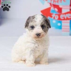 Rocky/Miniature Poodle									Puppy/Male	/7 Weeks,Meet Rocky, a sweet Mini Poodle puppy ready to find his forever home! He has been vet checked, is up to date on all his shots, and is off to a healthy start. Rocky has a gentle, loving personality and enjoys both playtime and cuddles. He’s the perfect little companion to bring joy and warmth into your home. Don’t miss the chance to make this adorable boy part of your family! His mom, Patches (a Mini Poodle, 13 lbs), and dad, All Star (a Mini Poodle, 14 lbs), both have gentle, friendly personalities. Macy is ready to fill your home with love, cuddles, and happy moments.