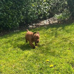 Adopt a dog:Irish Setter Pups /Irish Setter/Female/Sex: Mixed Litter,Eight pups (six dogs and two bitches), Kennel club registered, working strain with Ballydavid / Hunshigo breeding.  Ready for sale at the end of April. Sire and Dam available to see with the pups.