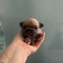 Beautiful French bulldogs/French Bulldog/Female/Sex: Mixed Litter,8 stunning Frenchie pups from our loving family home in Leicester. Mum and Dad are both here to meet—health, temperament and cuddles all top-notch.