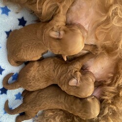 Adopt a dog:Cavapoochon Puppies  /Toy Poodle/Female/Sex: Male,Our beautiful girl Bella has given birth to 5 gorgeous red Cavapoochon puppies!