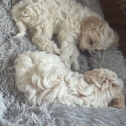 Adopt a dog:2 Male Bichon Frise Puppies for Sale  /Bichon Frise/Female/Sex: Male,We have two beautiful male Bichon Frise puppies looking for their forever homes. They are friendly, playful, and very affectionate, raised in a loving family environment and used to everyday household noises.