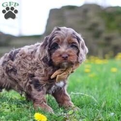 Elliot/Cockapoo									Puppy/Male	/7 Weeks,Hi, I’m Elliot, an adorable F1 Cockapoo with a heart full of love and a personality that will brighten your days! I’m sweet, playful, and always ready to greet everyone with happy tail wags and cuddles. I love exploring, chasing my favorite toys, and being right by your side no matter what you’re doing. With my soft, wavy coat and warm, loving eyes, I have a special way of making every moment feel a little more joyful. I can already imagine all the fun we’ll have together—sunny summer days, playing outside, going on little adventures, and making the kind of memories you’ll cherish forever.