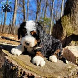 Everest/Mini Bernedoodle									Puppy/Male	/6 Weeks,Meet our adorable bernedoodle puppy, Everest! He was genetic health tested and is 100% clear of any genetic disorder and FF (fully furnished) ensuring a soft , fluffy  hypoallergenic nonshedding coat. Come meet Everest today and see that he may be the perfect fit for you!