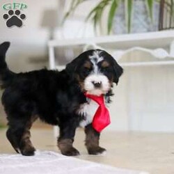 Chico/Mini Bernedoodle									Puppy/Male	/7 Weeks,Meet Chico! A sweet Mini multigen Bernedoodle! Full of energy, curiosity, and unconditional love, he’s always ready to explore, chase toys, and discover something new. When the day winds down, he’s happiest curled up close, soaking in every cuddle with his gentle, affectionate nature. With his adorable looks and loving temperament, he’s the perfect mix of playful and calm—ready to become someone’s very best friend.