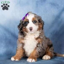 Taffy/Bernedoodle									Puppy/Female	/19 Weeks,Taffy is a delightful merle Bernedoodle girl with a playful sparkle and a heart full of love. Her coat showcases beautiful swirls of gray, black, and white, making her as eye-catching as she is sweet. Taffy has a cheerful, outgoing personality and loves engaging with people and exploring the world around her.