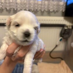 For sale 4 beautiful boys/Maltese/Female/Sex: Male,Our beautiful first litter of 4 healthy Maltese male puppies. Ready to be reserved today.
