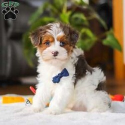 Brodie/Yorkie Poo									Puppy/Male	/10 Weeks,Meet Brodie, a Yorkiepoo puppy with a friendly, easy going temperament. He has a soft coat and an alert, curious expression. Brodie enjoys playing with toys, exploring his surroundings, and spending time with people. He has a good balance of energy and calmness, making his adaptable to different home environments.