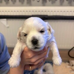For sale 4 beautiful boys/Maltese/Female/Sex: Male,Our beautiful first litter of 4 healthy Maltese male puppies. Ready to be reserved today.