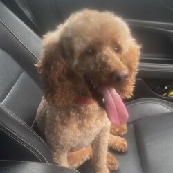 Beautiful Female Red Nose Poodle – Toffee – 13 Months Old/Miniature Poodle/Female/Sex: Female,It’s with a heavy heart that we are looking for a loving new home for our gorgeous girl, Toffee, due to health reasons.