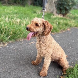 Beautiful Female Red Nose Poodle – Toffee – 13 Months Old/Miniature Poodle/Female/Sex: Female,It’s with a heavy heart that we are looking for a loving new home for our gorgeous girl, Toffee, due to health reasons.