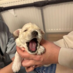 For sale 4 beautiful boys/Maltese/Female/Sex: Male,Our beautiful first litter of 4 healthy Maltese male puppies. Ready to be reserved today.